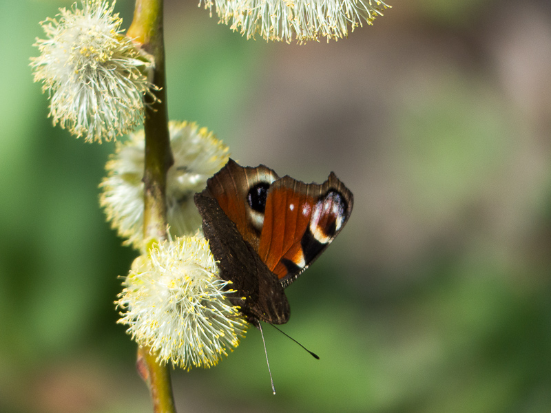 Hängeweidenkätzchen mit Schmetterling