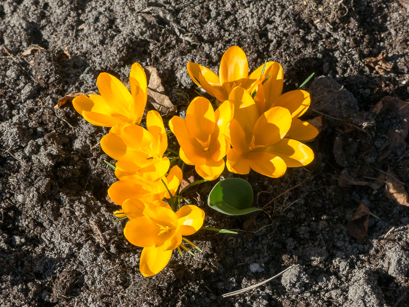 Krokusse