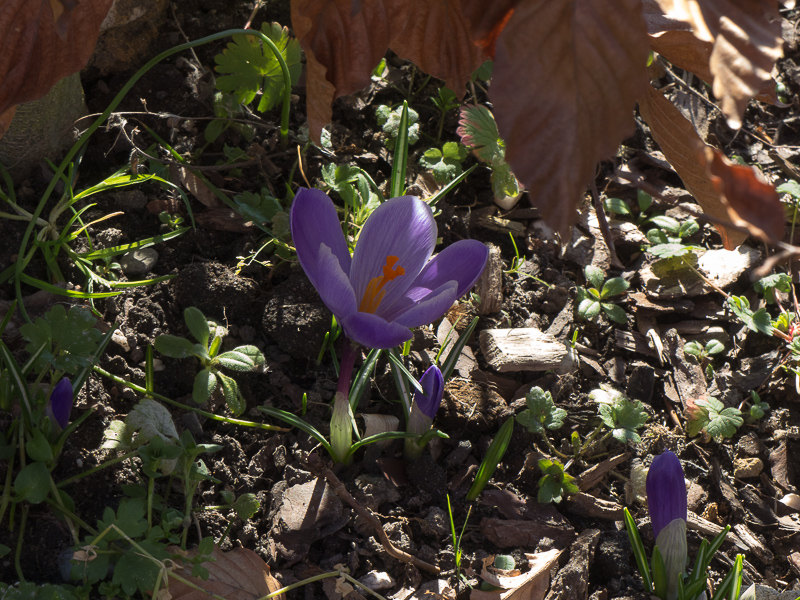 Krokus