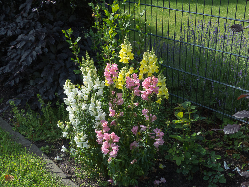 Löwenmäulchen