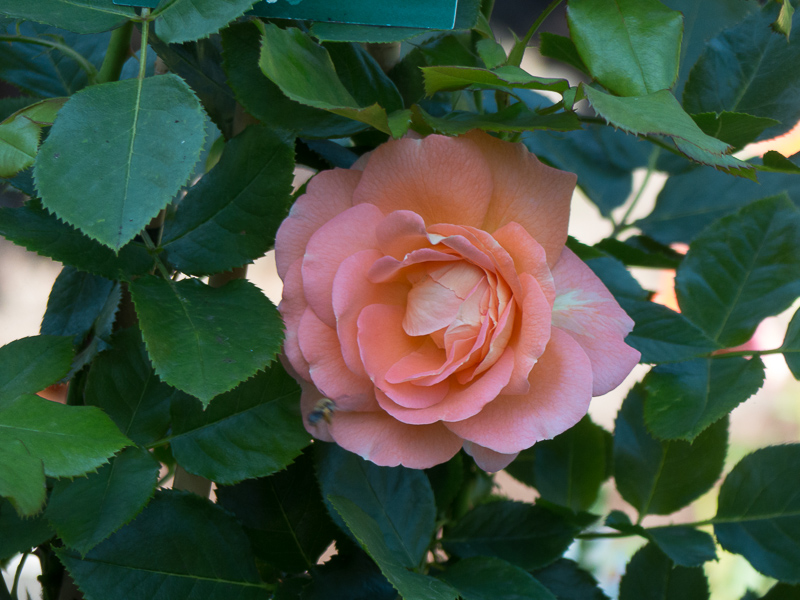 Strauchrose Bonita Rennaisance