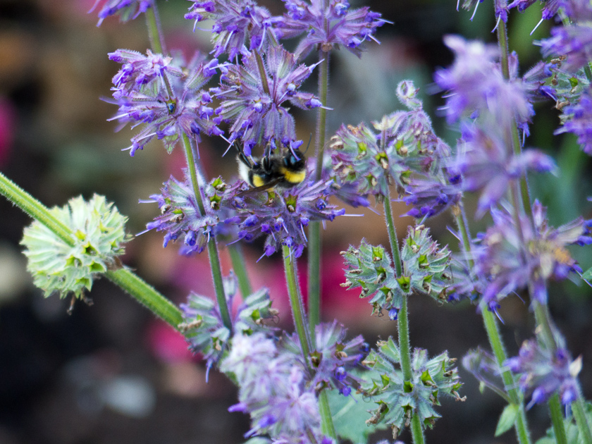 Garten-Salbei mit Besucher