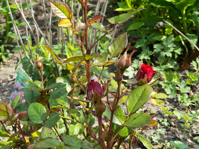 Rose