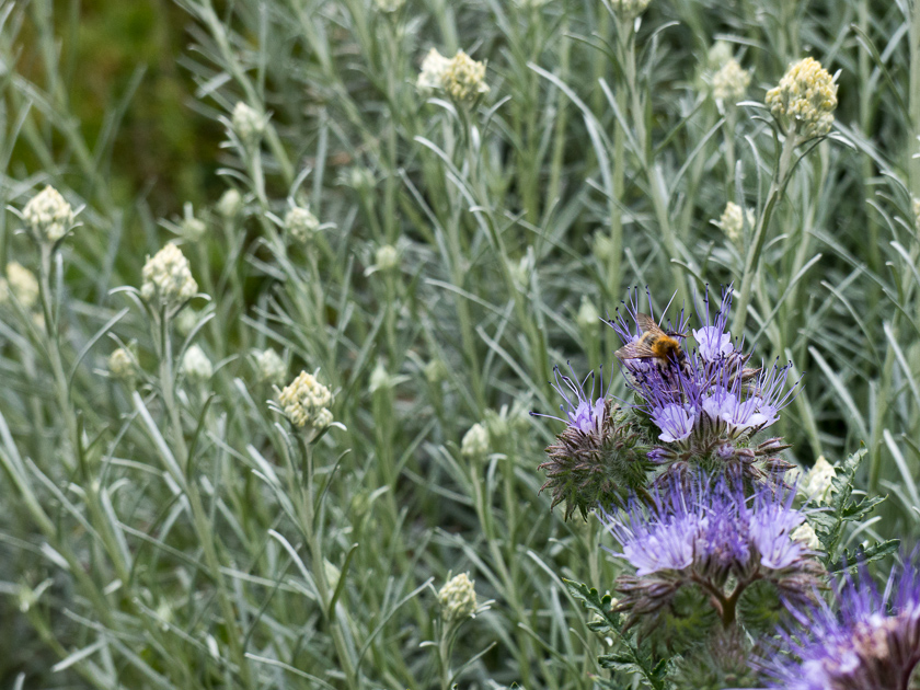 Currystrauch, Bienenweide