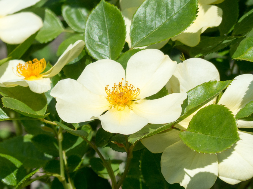 Rose Tottering by Gently