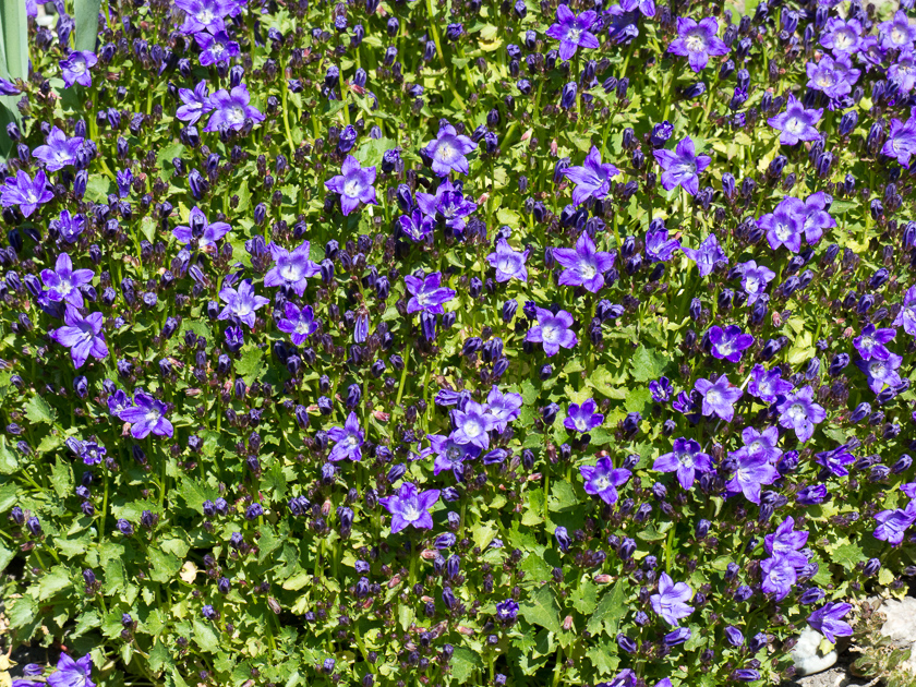 Campanula, Glockenblume