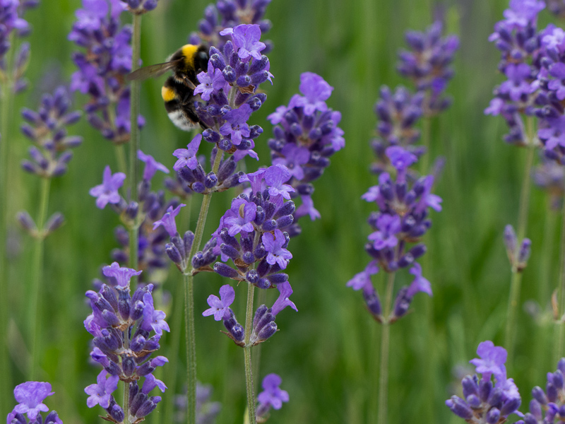 Hummel am Lavendel