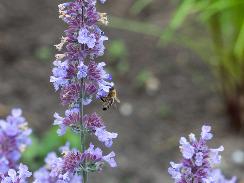 Lavendel