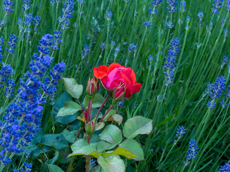 Lavendel und Rose