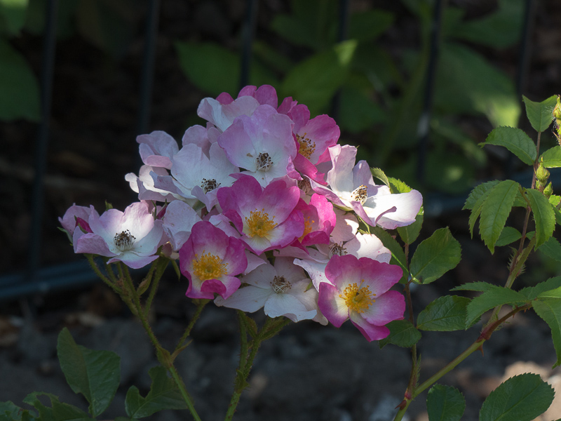 Rose Ballerina