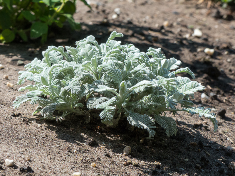 Tanacetum haradjanii - Silbergefieder