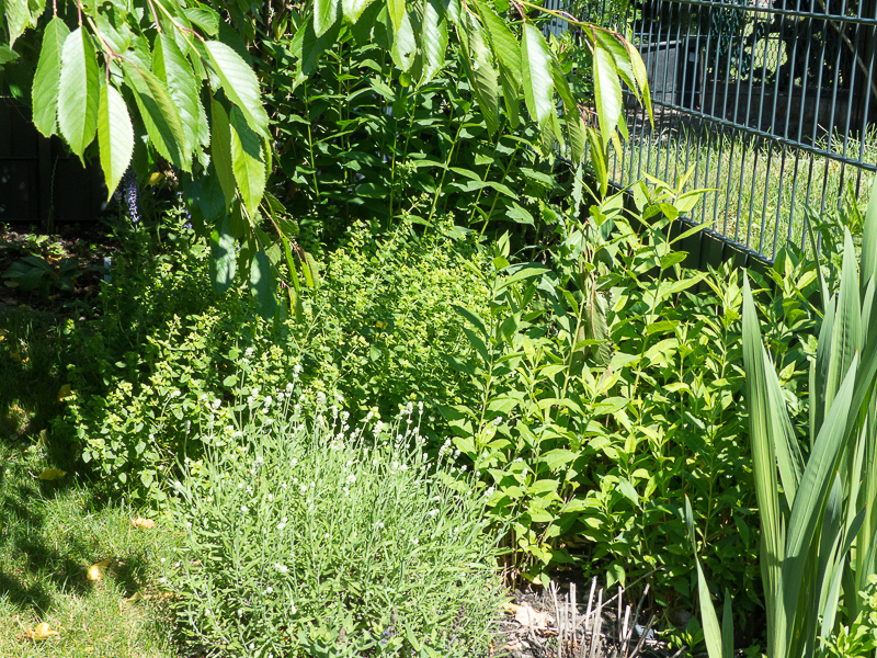 Warten auf die Blüten