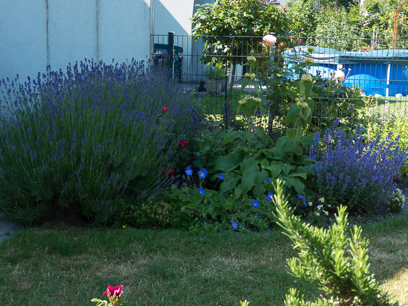 Lavendel, Katzenminze, Storchschnabel