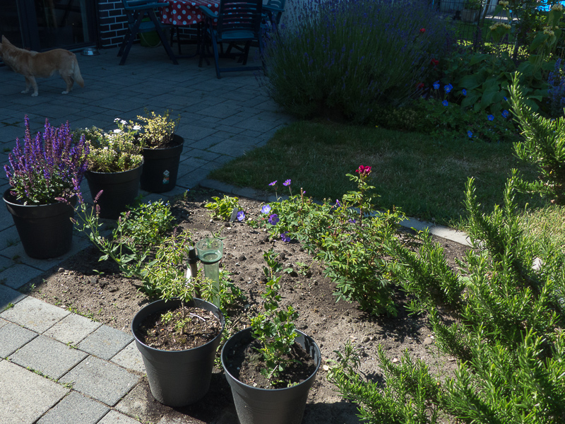 Das neu angelegte Terrassenbeet 2, eine Erweiterung des Inselbeets