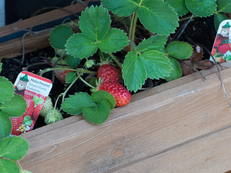 Erdbeeren