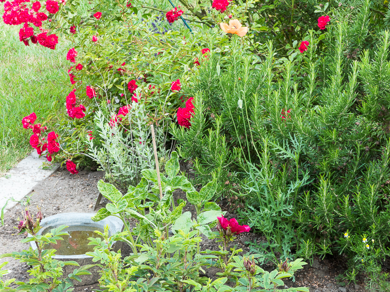 Rosen, Rosmarin und dazwischen die Blauraute