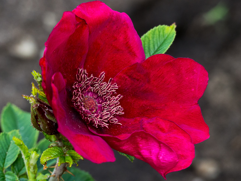 Rose Strandperle Norderney