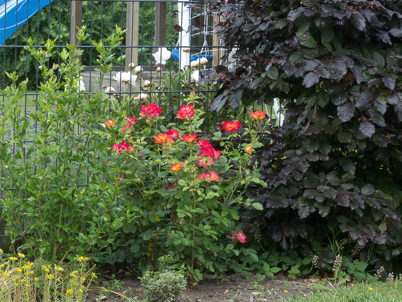 Rose Summer of Love