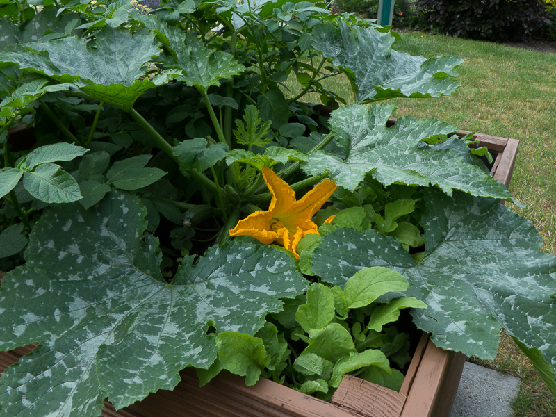 Zucchini