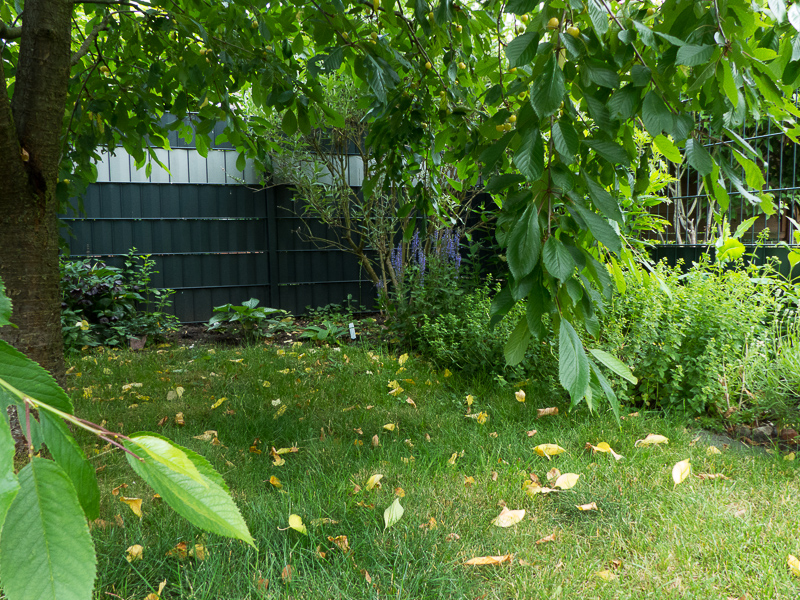 Blick unterm Kirschbaum her zur rechten Gartenecke