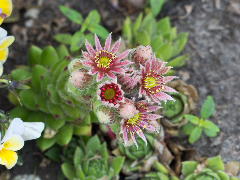 Blüte des Hauswurz