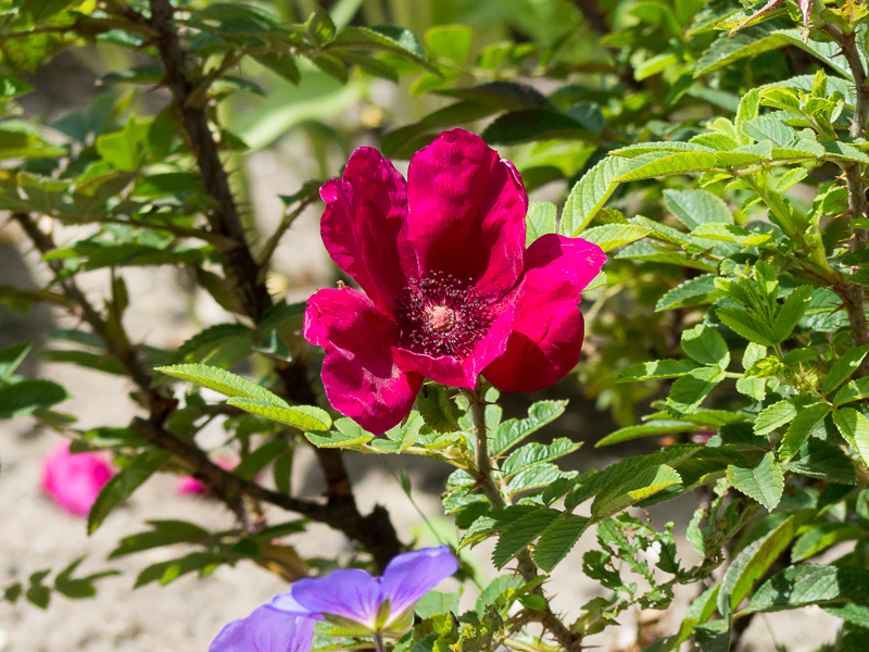 Rose Strandperle Norderney