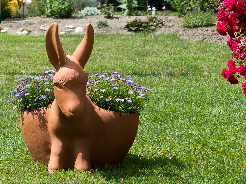 Esel mit Blauem Gänseblümchen