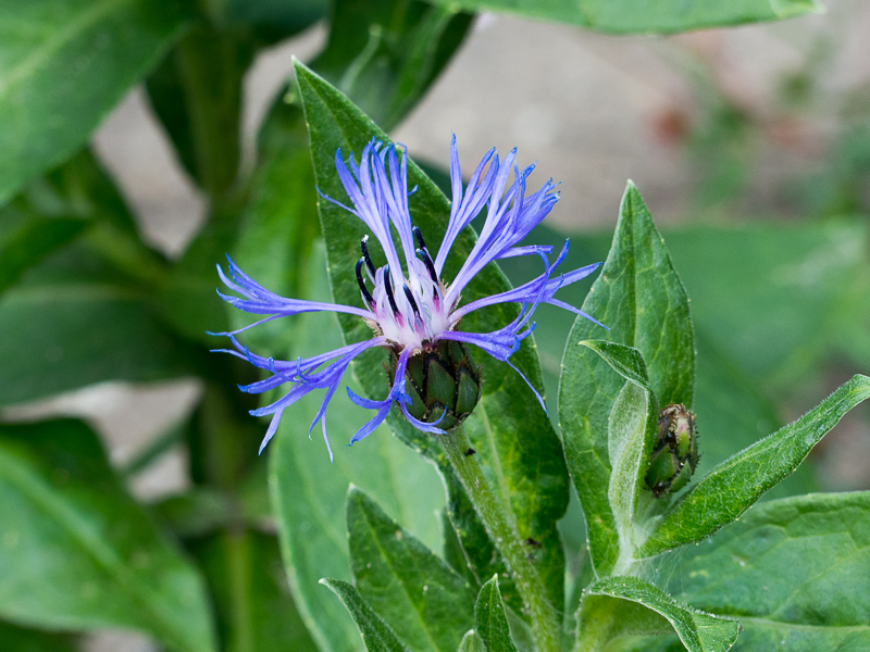 Centaurea montana - Berg-Flockenblume