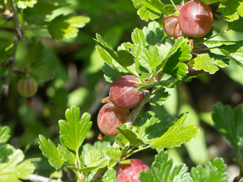 Stachelbeeren
