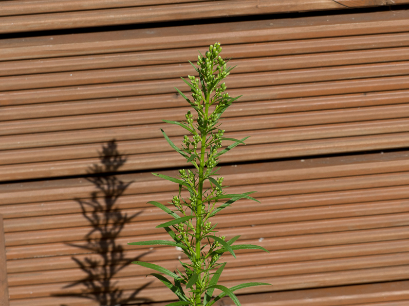 Kanadisches Berufkraut (erigeron canadensis)