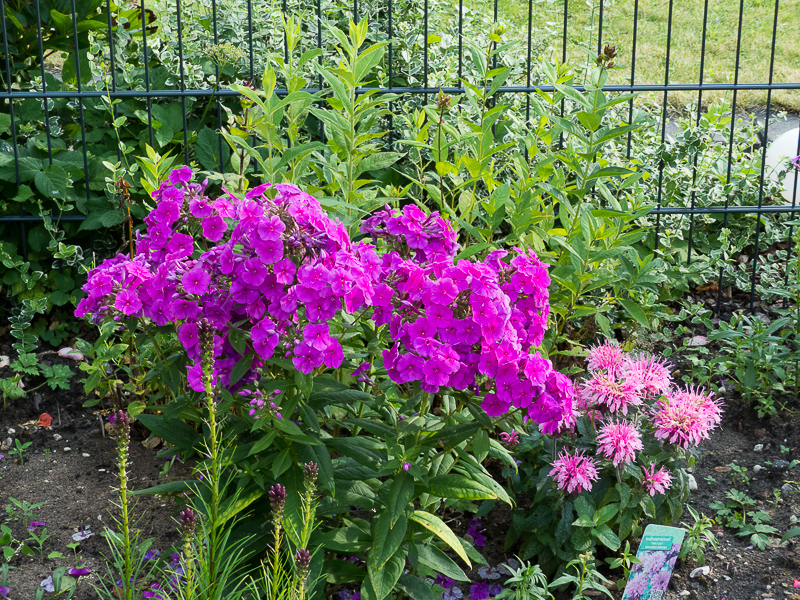 Indianernessel und Phlox