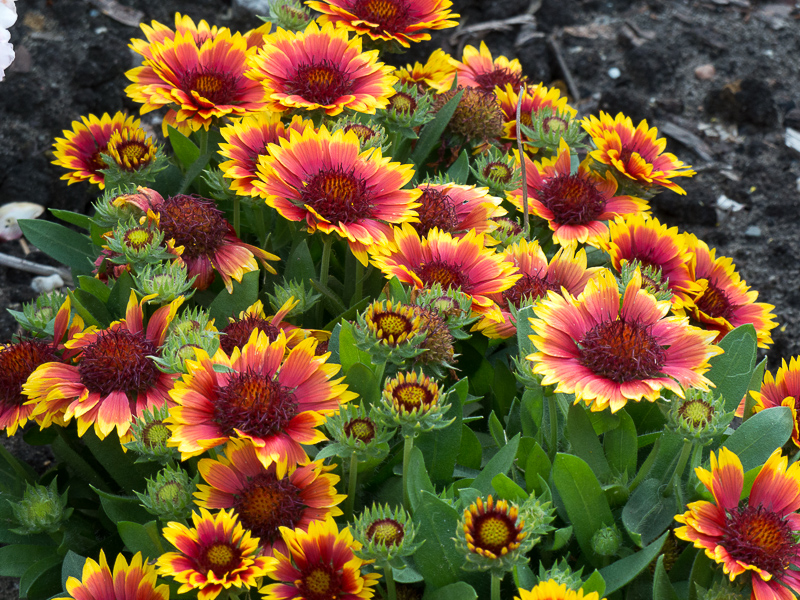 Kokardenblume