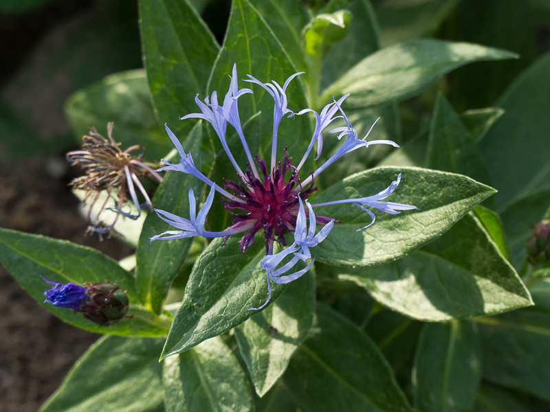 Berg-Flockenblume