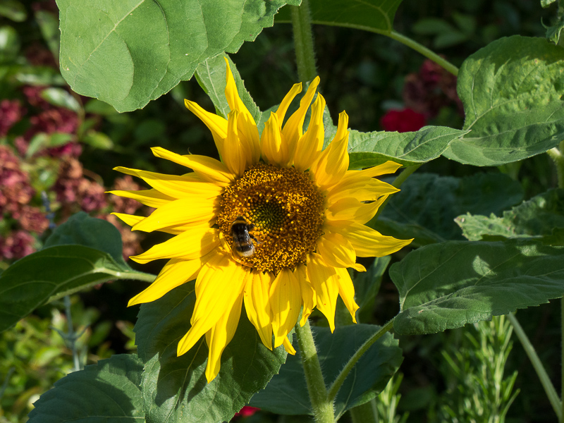 Sonnenblume