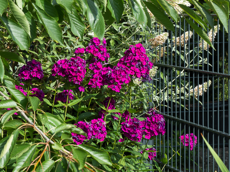 Phlox