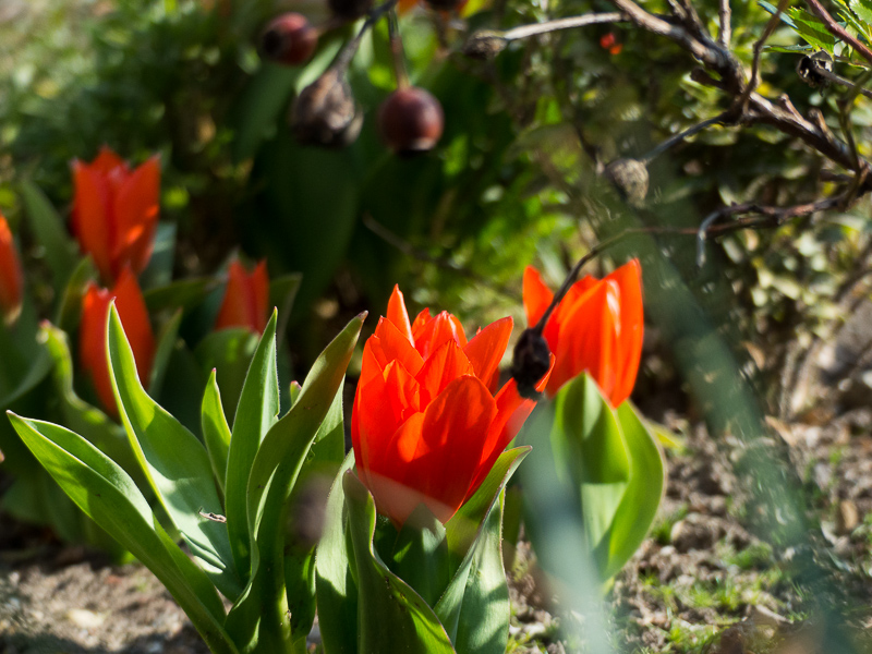 Tulpen