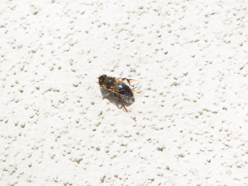 Ein unbekannter Besucher