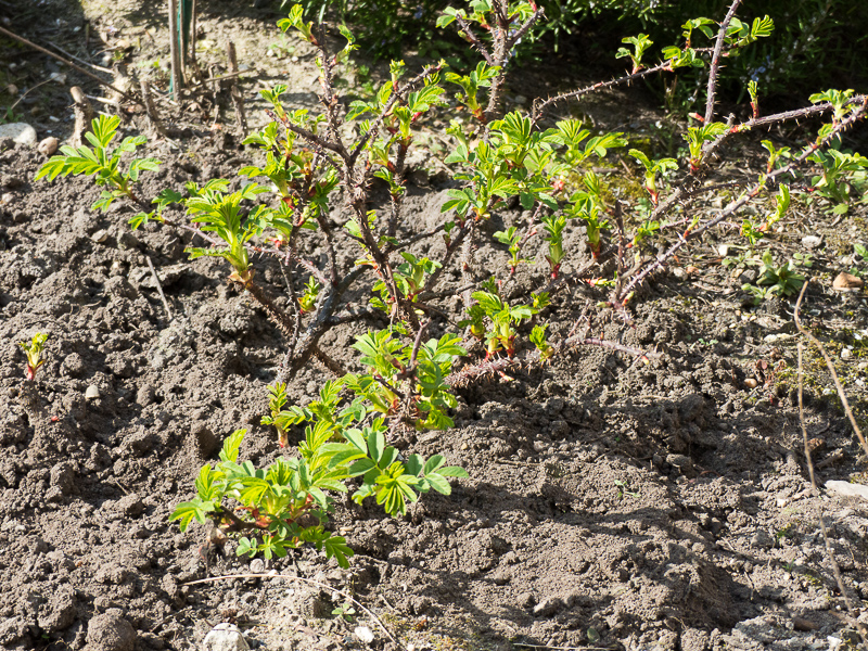 Rose Strandperle Norderney