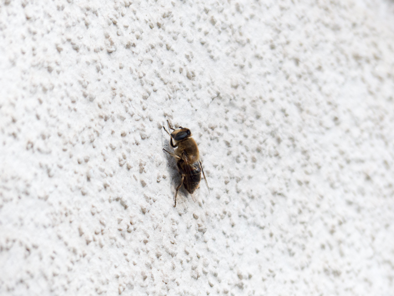 Ein unbekannter Besucher
