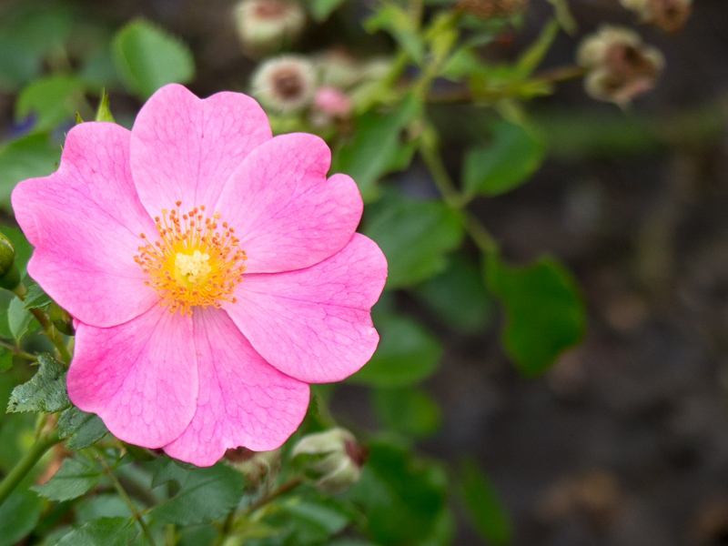 Rose Bienenweide Rosa