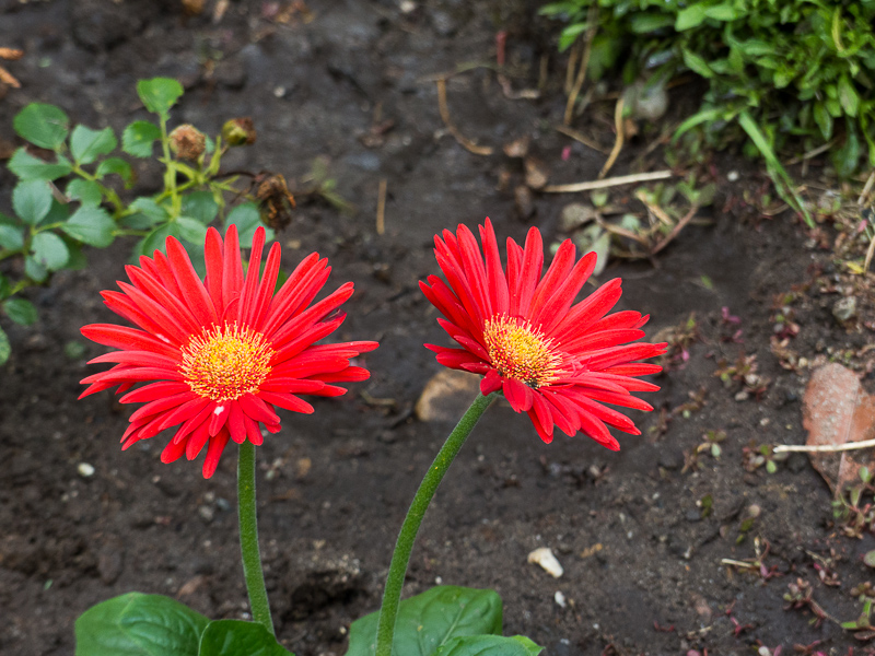 Gerbera als Farbtupfer