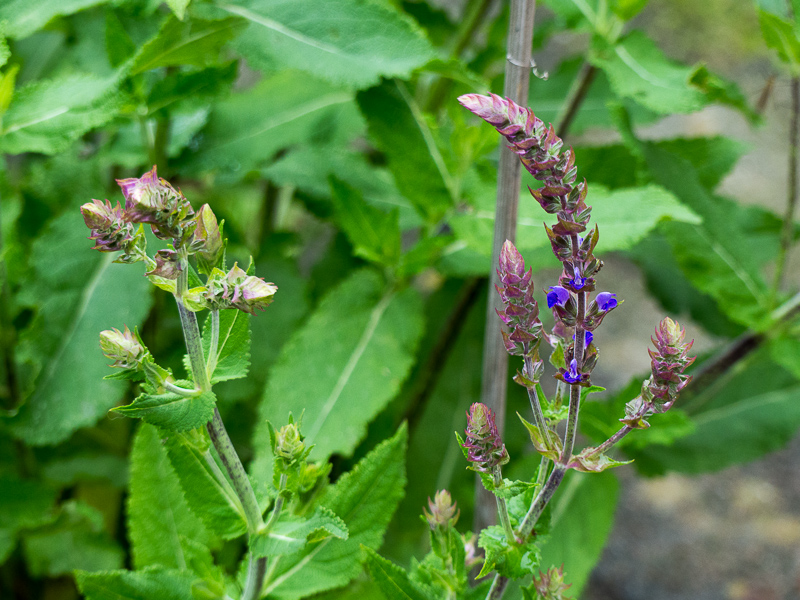 Gartensalbei