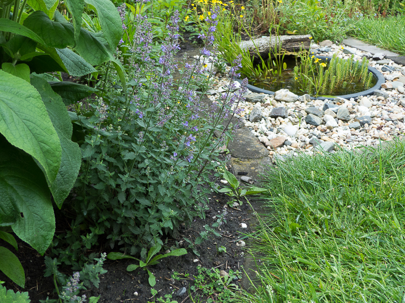 Katzenminze und Gartenteich