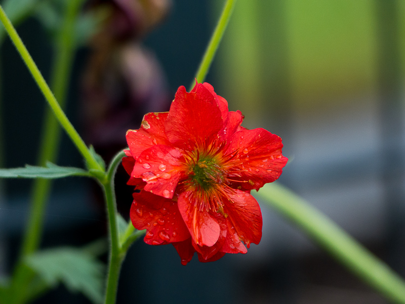 Nelkenwurz Geum x cult. Rot