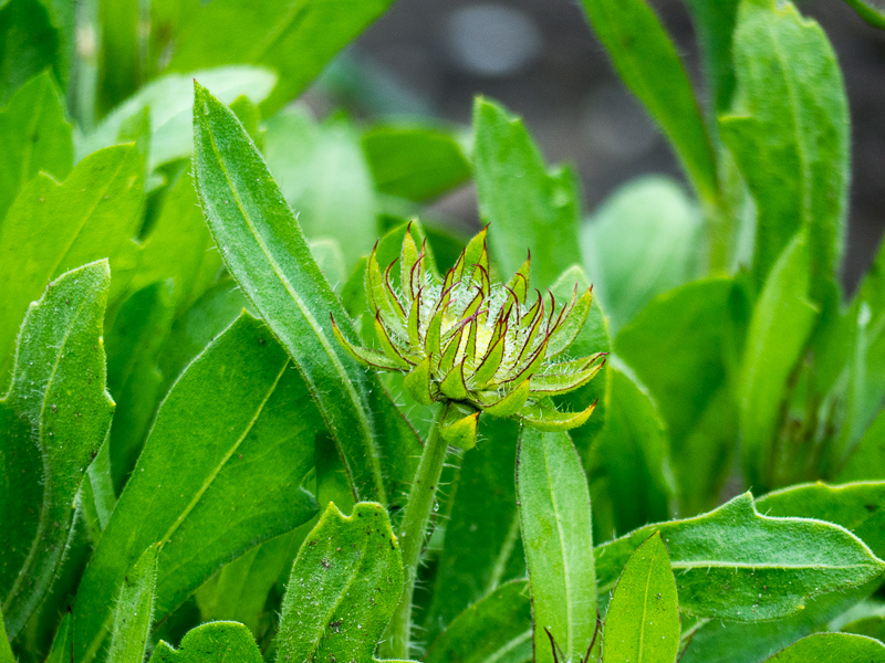 Kokardenblume