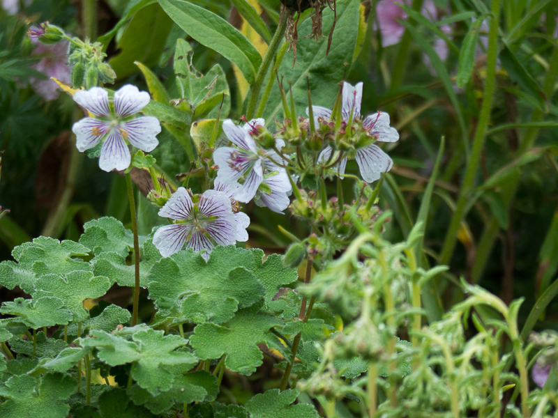 Geranium