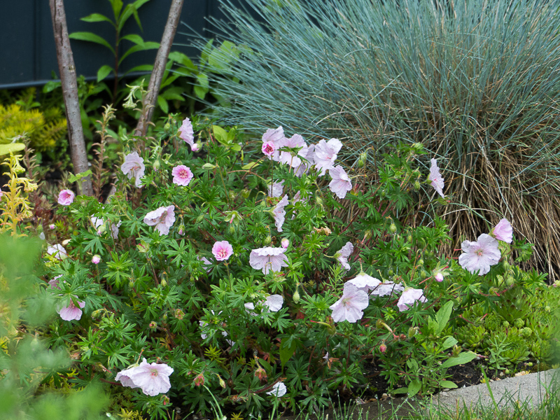 Geranium