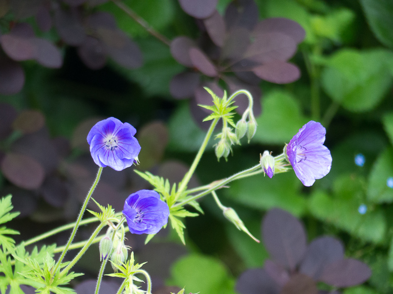 Geranium
