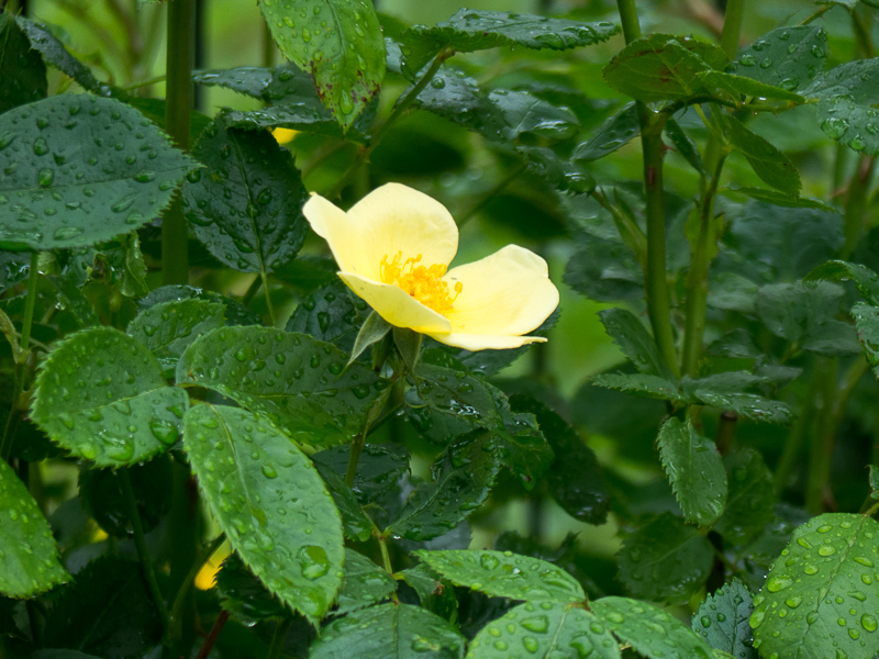 Rose Tottering by Gently