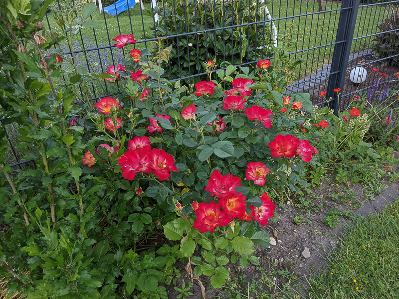 Rose Summer of Love